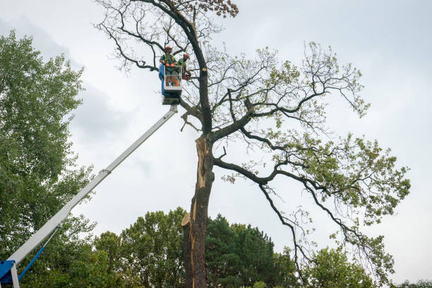 Best Tree and Shrub Care  in Rome, IL