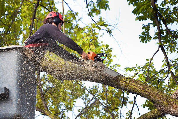 Best Seasonal Cleanup (Spring/Fall)  in Rome, IL