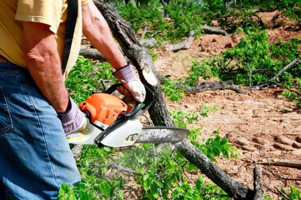 Best Tree Cabling and Bracing  in Rome, IL